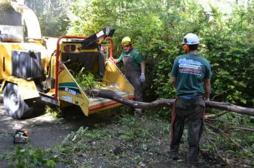 tree services Weed